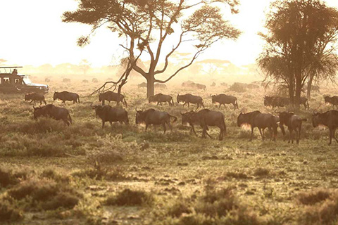 Serengeti2.jpg