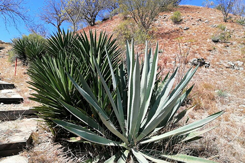 ESCAPADA  A TEQUILA EN JOSÉ CUERVO EXPRESS 