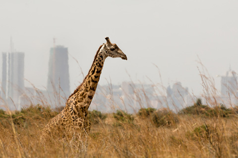 KENYA, SAFARI KONGONI SUPERIOR