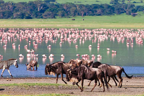 SOLO TANZANIA, SERENA - TARANGIRE SIMBA